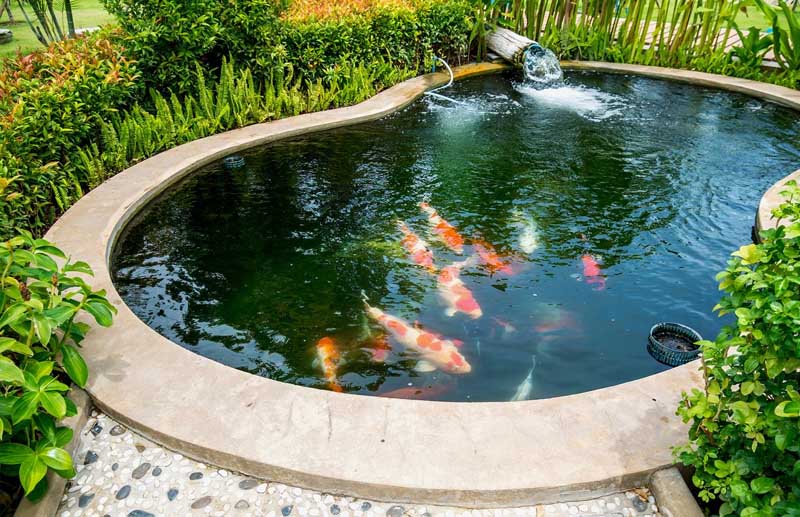 layanan Air bersih untuk Kolam ikan Koi